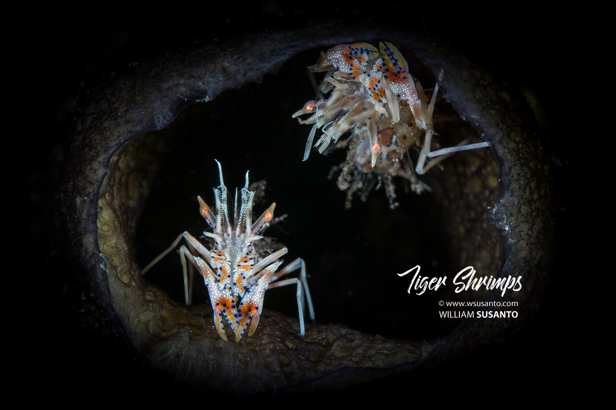 Tiger Shrimps